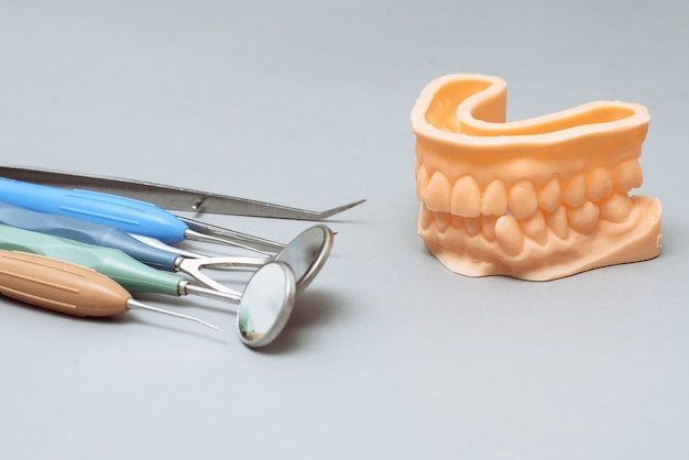 Outils de dentiste et mâchoire artificielle sur fond gris