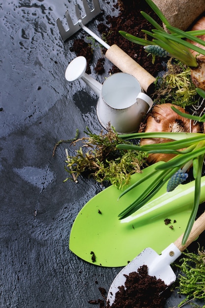 Outils de jardin et bulbes à fleurs