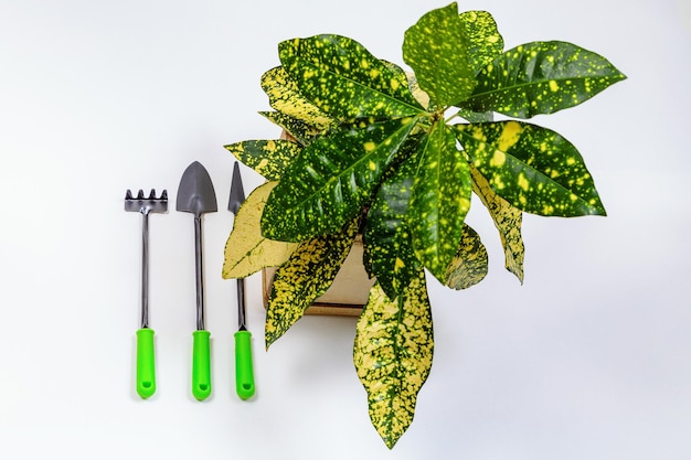 Outils de jardin avec une fleur luxuriante dans un pot sur un fond blanc