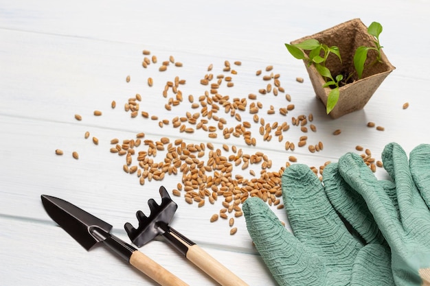 Outils de jardin et gants de semis verts dans un pot de tourbe graines