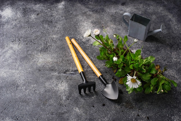 Outils de jardinage et fleur sur fond de béton foncé