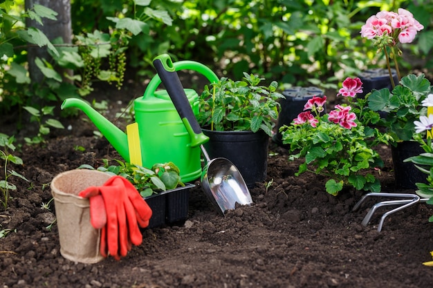 Outils de jardinage et fleurs en pot pour la plantation à l'arrière-cour.