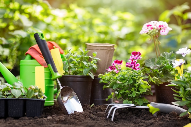 Outils de jardinage et fleurs en pot pour la plantation à l'arrière-cour.