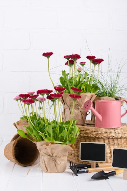 Outils de jardinage et fleurs de printemps marguerite prêtes à être plantées