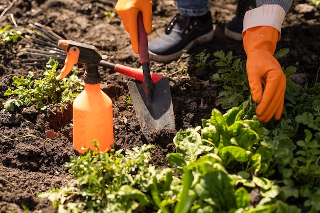 Outils de jardinage sur fond de texture de sol fertile vu d'en haut. Concept de jardinage ou de plantation. Travailler dans le jardin de printemps.