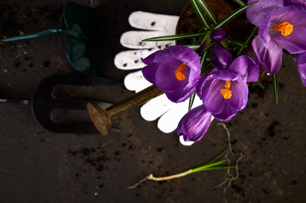 Outils de jardinage, jeunes plants, fleur de crocus. printemps