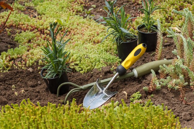 Outils de jardinage pour planter des clous de girofle dans un sol sur un lit de jardin