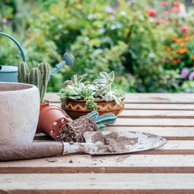 Outils de jardinage pour rempoter les plantes succulentes et les cactus dans le jardin de la maison