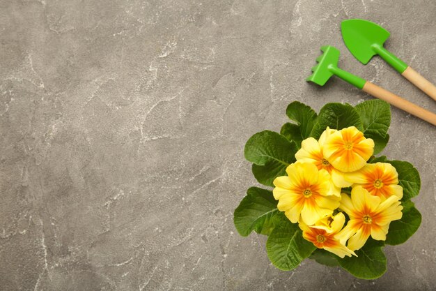 Outils de jardinage de printemps avec plante sur fond gris