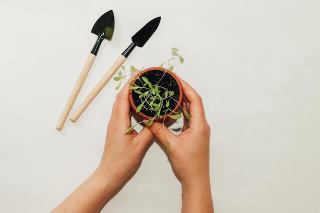 Outils à main de jardin un pot avec une plante de semis