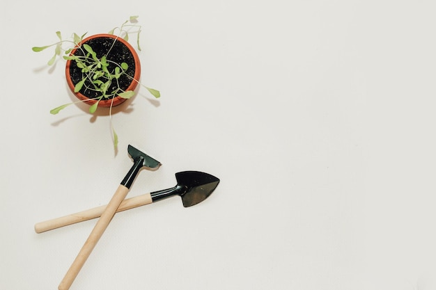 Outils à main de jardin un pot avec une plante de semis