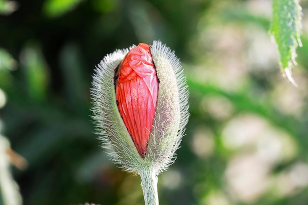 Ouverture des bourgeons de fleurs de pavot dans une prairie ensoleillée