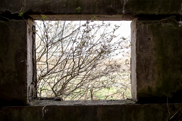 Ouverture de fenêtre en béton abandonnée envahie par des arbustes et des bâtiments de ferme sombres dans la campagne