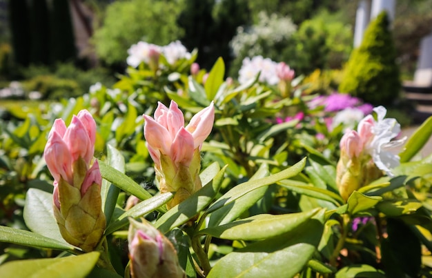 Ouverture de fleur blanche de Rhododendron Cunninghams White dans le jardin de printemps Concept de jardinage