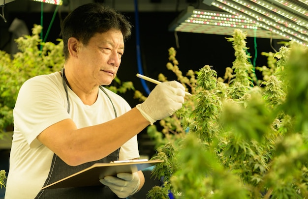 Un ouvrier agricole avec de beaux plants de cannabis qui poussent dans l'usine