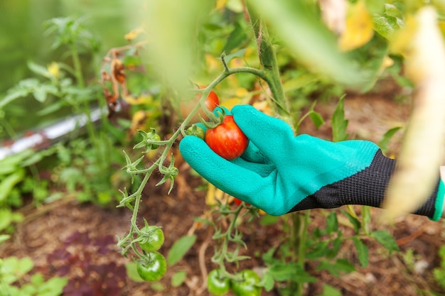 Ouvrier agricole cueillant à la main des tomates mûres fraîches