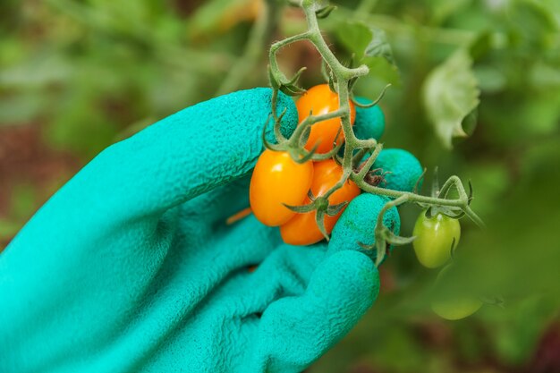 Ouvrier agricole cueillant à la main des tomates mûres fraîches