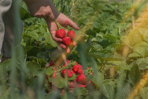 Ouvrier agricole féminin récoltant des fraises rouges dans le jardin