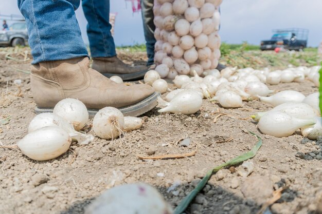 un ouvrier agricole méconnaissable rassemble soigneusement des oignons du sol fertile Les oignons soigneusement disposés dans un sac