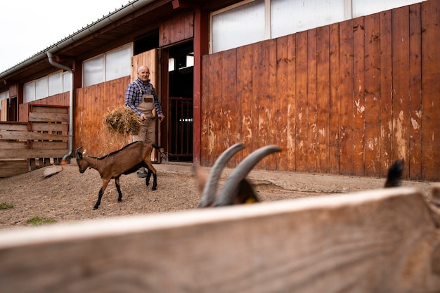 Photo ouvrier agricole nourrir les animaux domestiques de chèvre à la ferme.