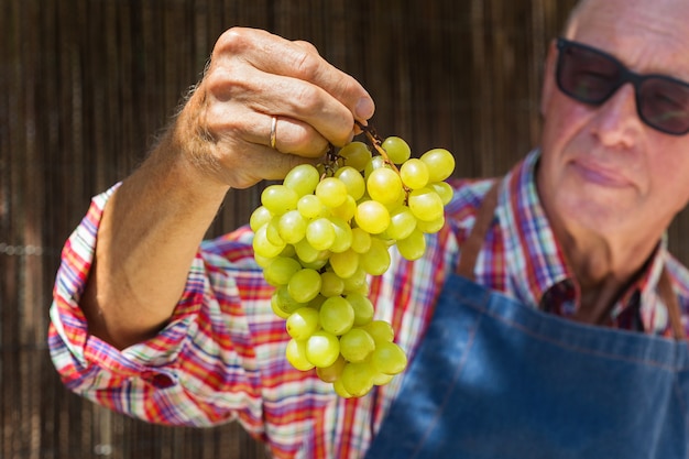 Ouvrier agriculteur senior tenant la récolte de raisins biologiques