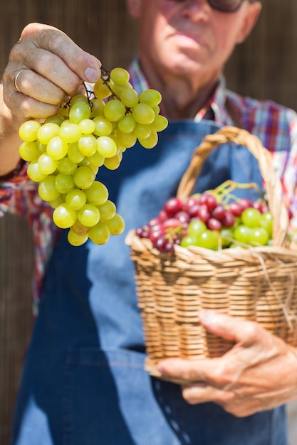 Ouvrier agriculteur senior tenant la récolte de raisins biologiques