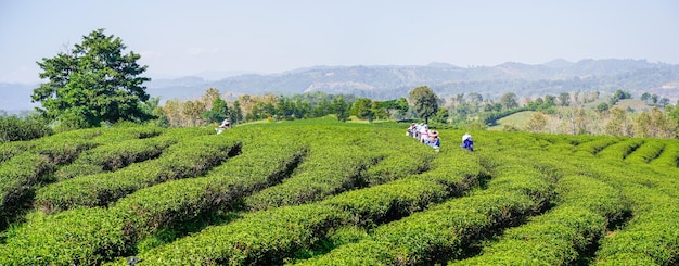 Ouvrier cueillant des feuilles de thé dans une plantation de thé