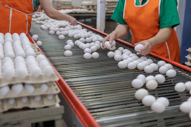 Photo ouvrier d'une ferme avicole triant des œufs production d'œufs