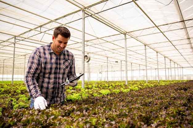 Ouvrier qui contrôle la qualité de la salade. Agriculture organique