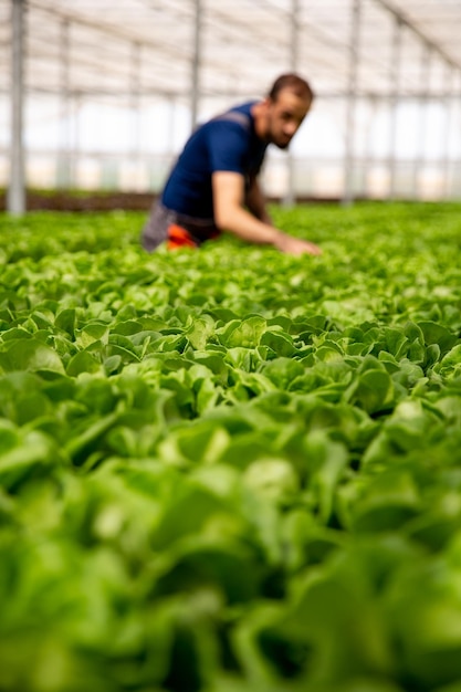 Ouvrier travaillant en arrière-plan entre les plants de salade. Serre moderne