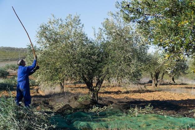 Ouvrier vêtu de bleu dans le champ récoltant des olives