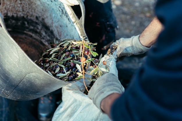 Un ouvrier vide un panier d'olives avec l'aide d'un collègue