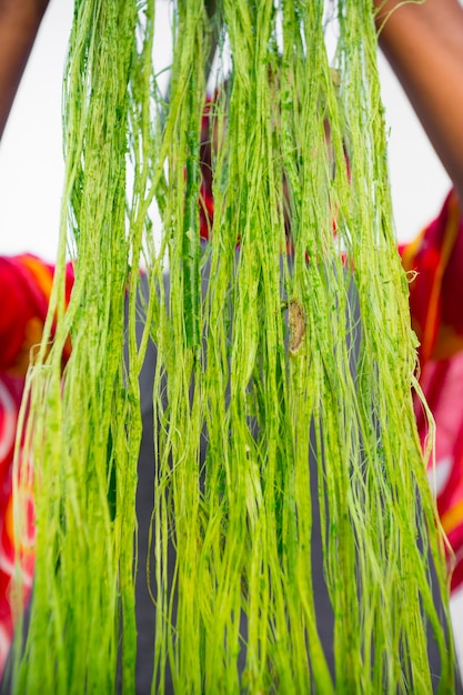 Une ouvrière affichant des fibres vertes de feuilles d'ananas non lavées