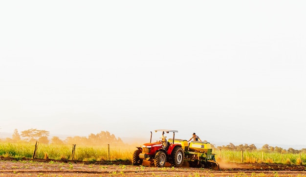 les ouvriers du bras travaillent à la plantation de la récolte