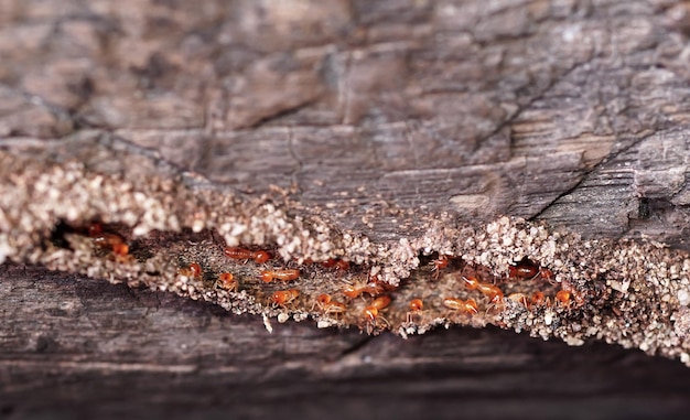 Ouvriers termites, petits termites, termites de travail marchent dans le nid. Termites réparant les tunnels