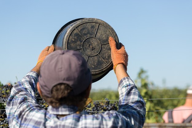 Des ouvriers versent des raisins bleus sur une remorque dans un vignoble. Récolte d'automne.