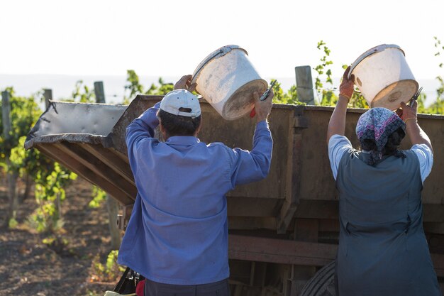 Des ouvriers versent des raisins bleus sur une remorque dans un vignoble. Récolte d'automne.