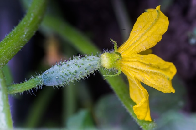 Ovaire de concombre et fleur jaune. Concombre Cucumis sativus dans le potager avec ovaire sur tige avec feuilles.