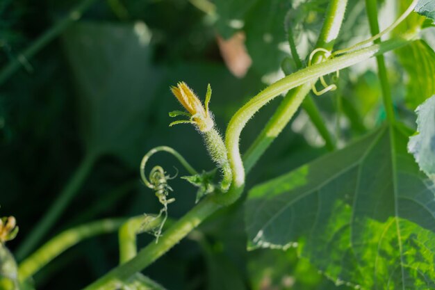 Ovaires de petits concombres avec des fleurs dans un lit de jardin. Mise au point sélective. Se brouiller. photo horizontale.