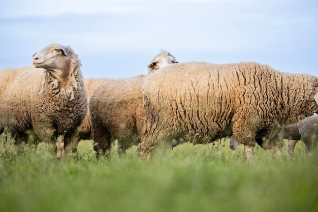 Photo ovins animaux domestiques debout et au pâturage dans le champ