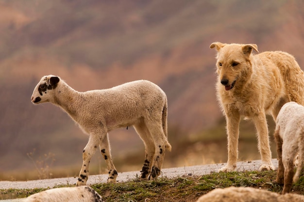 Ovis orientalis aries le mouton est un mammifère quadrupède domestique