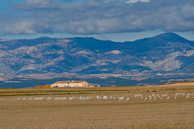 Ovis orientalis aries le mouton est un mammifère quadrupède domestique