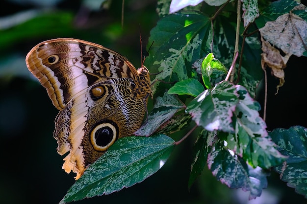 Owl's eye butterfly Caligo sp