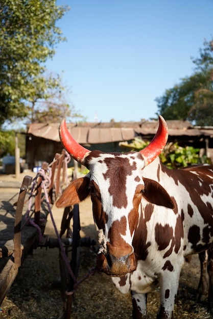 Ox dans le domaine de l'agriculture la vie rurale indienne