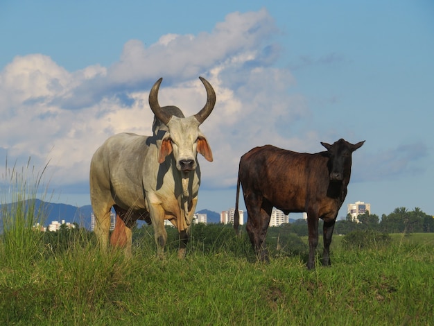 Ox Guzera a été la première race de bovins Zébu à arriver au Brésil.