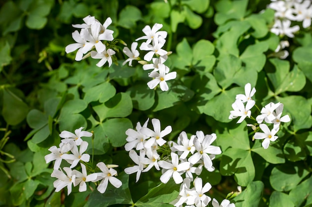 Oxalis articulata - Plante blanche d'oxalis