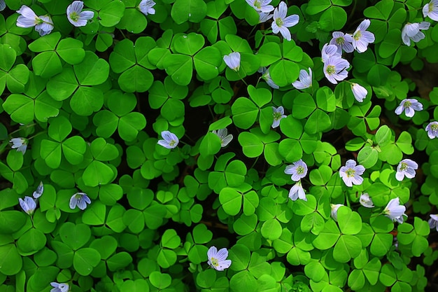 oxalis fleurit dans la forêt, paysage dans la forêt printanière, premières fleurs saisonnières