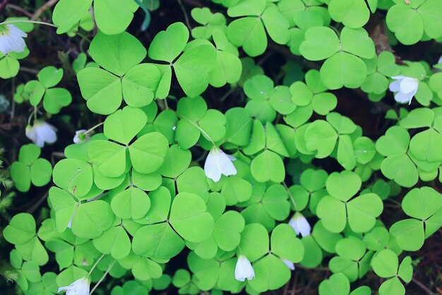 oxalis fleurit dans la forêt, paysage dans la forêt printanière, premières fleurs saisonnières