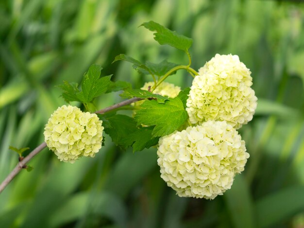 Oxythyrea funesta sur fleur de boule à neige Viburnum