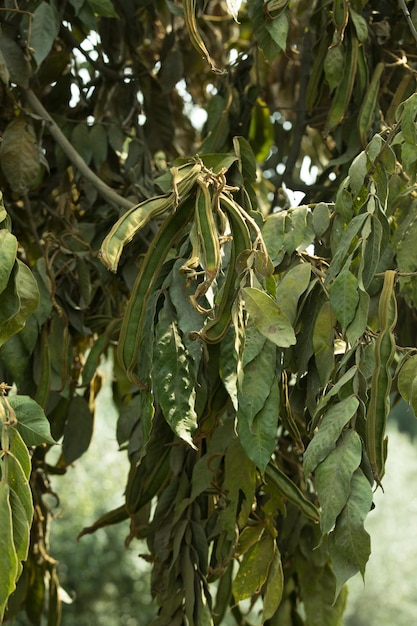 Pacae pacay pod péruvien Pérou fruits cuisine latine d'Amérique du Sud